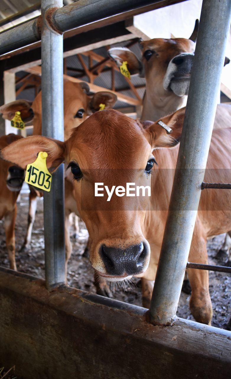mammal, animal, animal themes, domestic animals, livestock, dairy, dairy cow, cattle, pet, cow, farm, agriculture, food, one animal, no people, domestic cattle, dairy farm, day, fence, outdoors, nature, rural scene, livestock tag, calf, animal body part