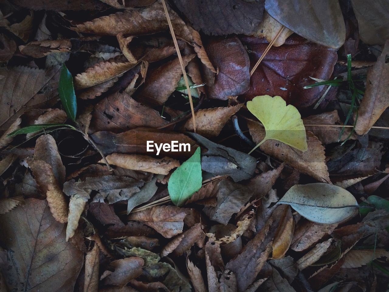 Full frame shot of leaves