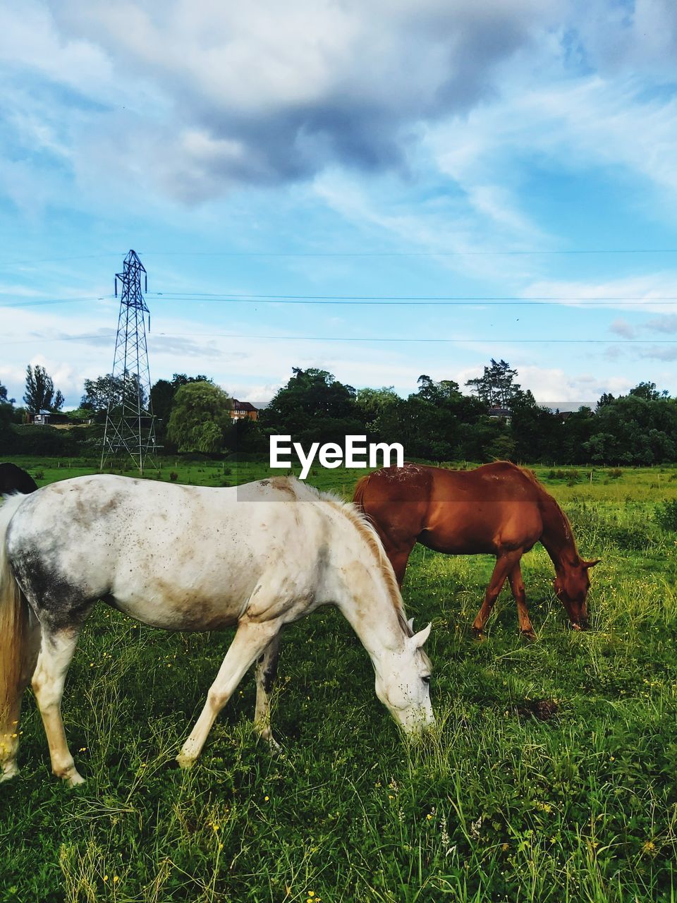 Horse grazing in field