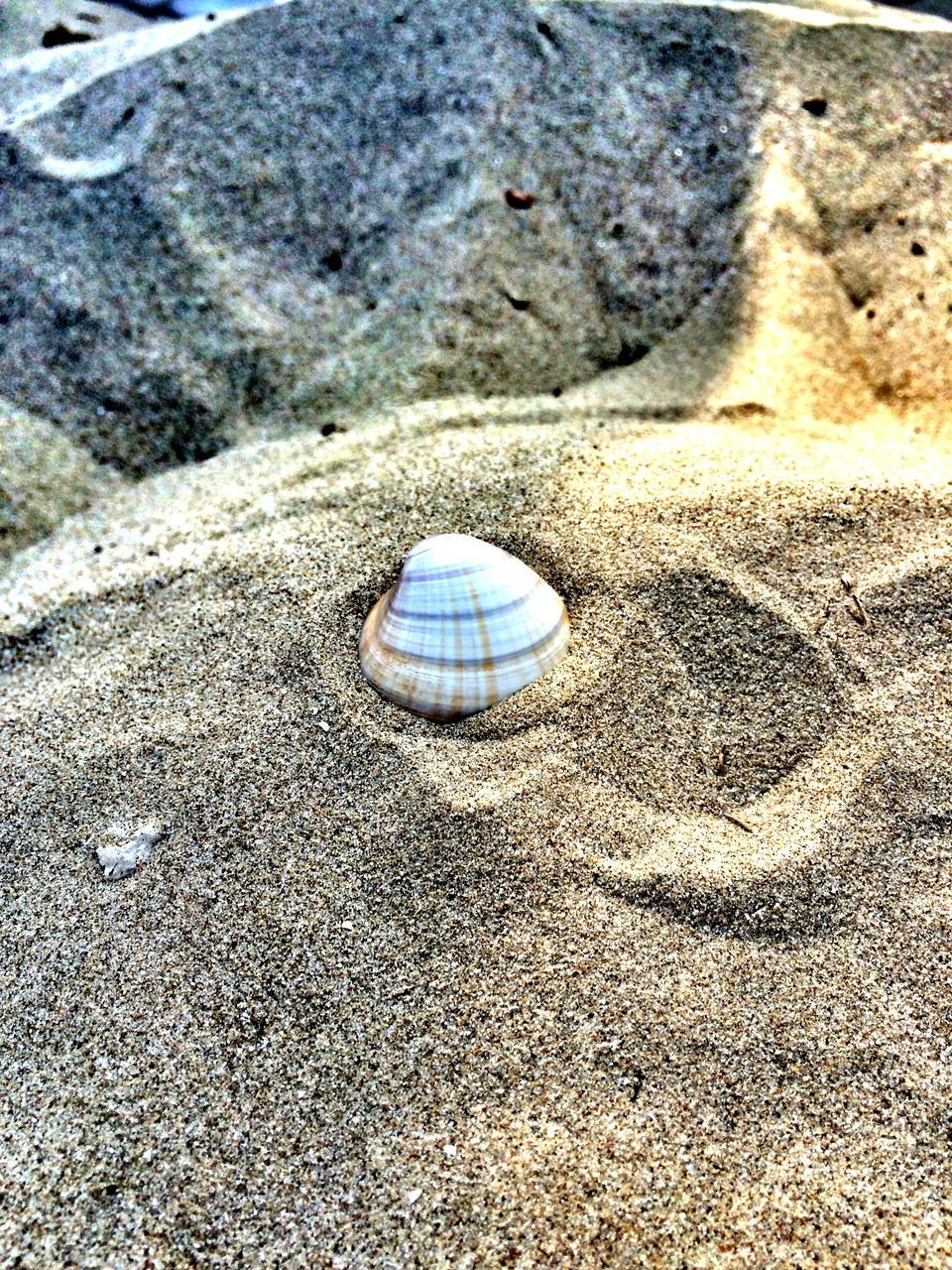 High angle view of seashell on beach