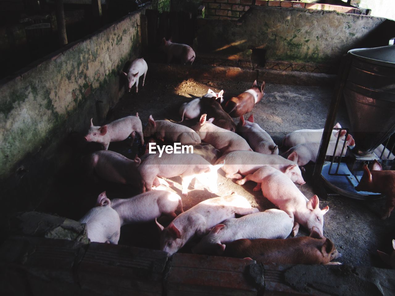 CLOSE-UP OF DOG LYING ON FLOOR