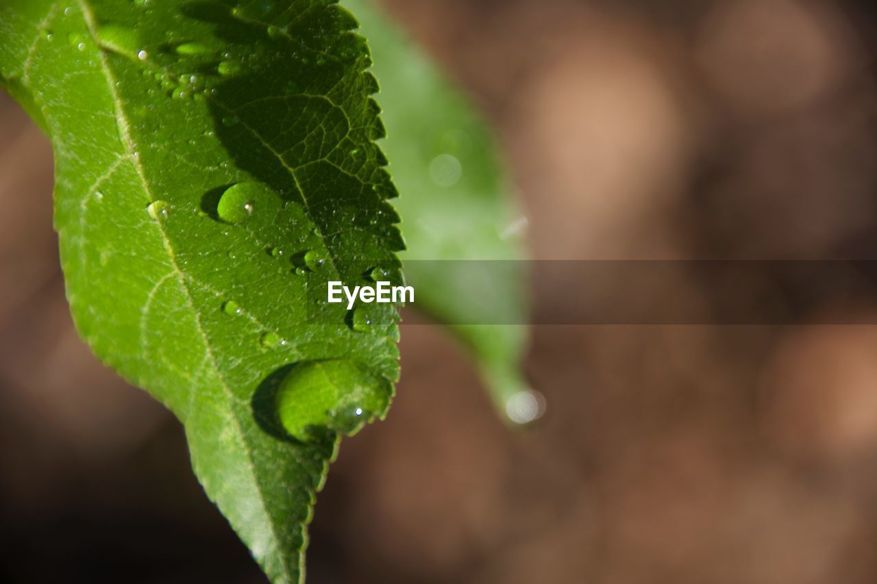 CLOSE-UP OF WET SPIDER WEB