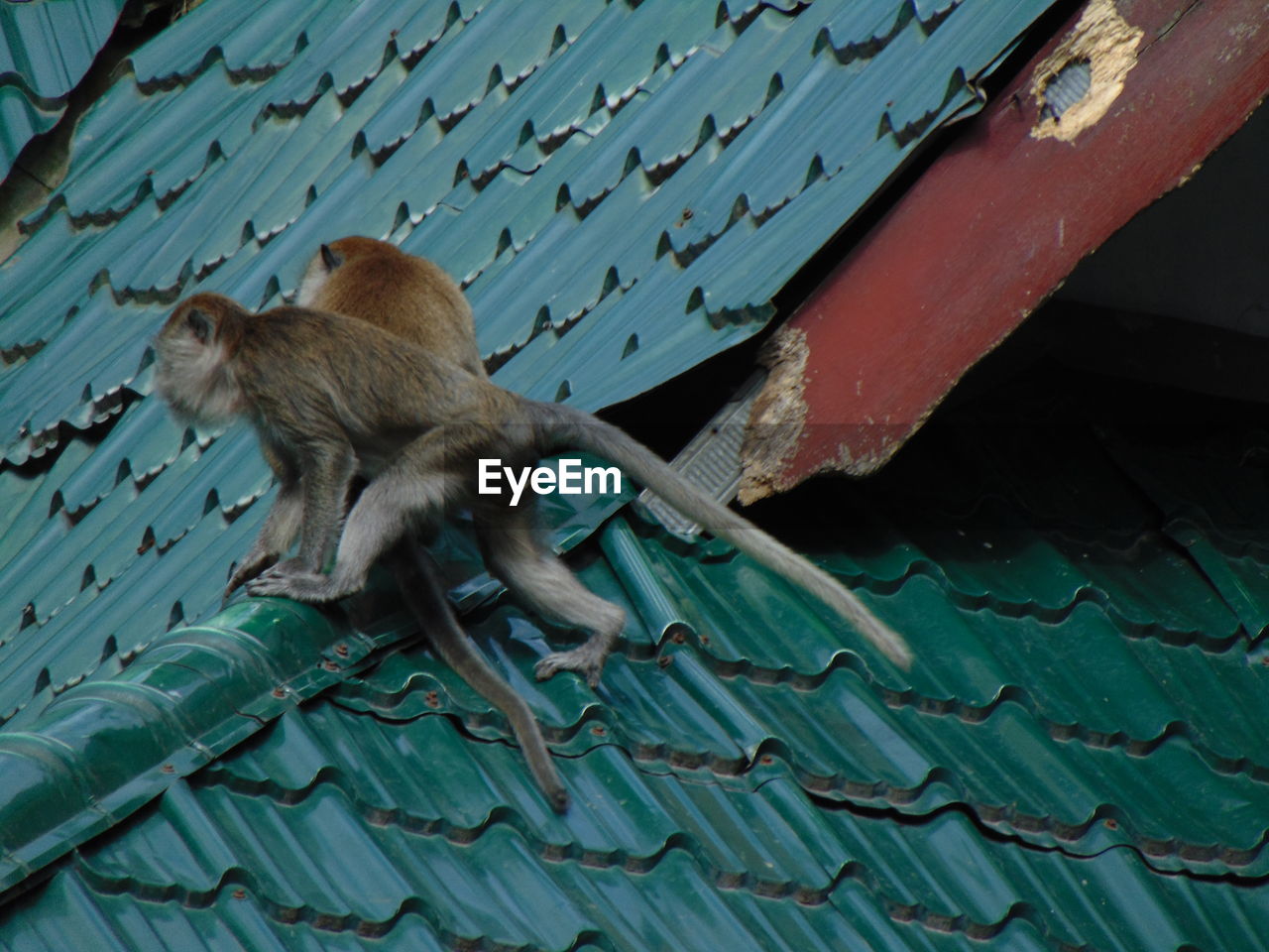 LOW ANGLE VIEW OF MONKEYS ON ROOF