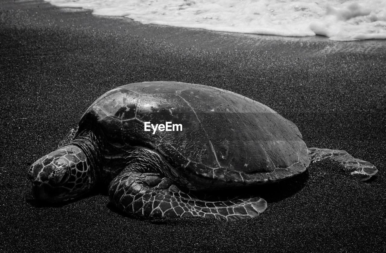 Close-up of turtle on sand at beach