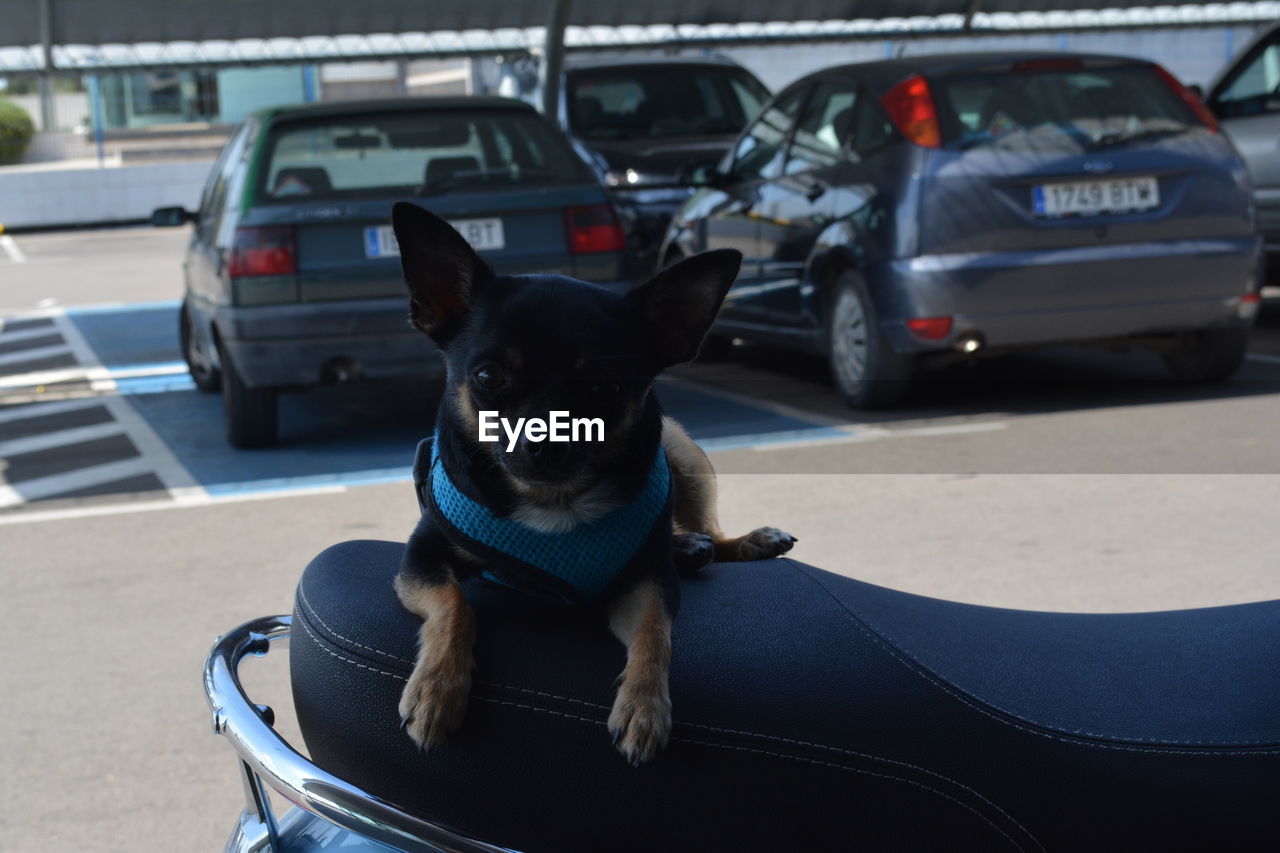 CLOSE-UP PORTRAIT OF DOG SITTING ON CAR