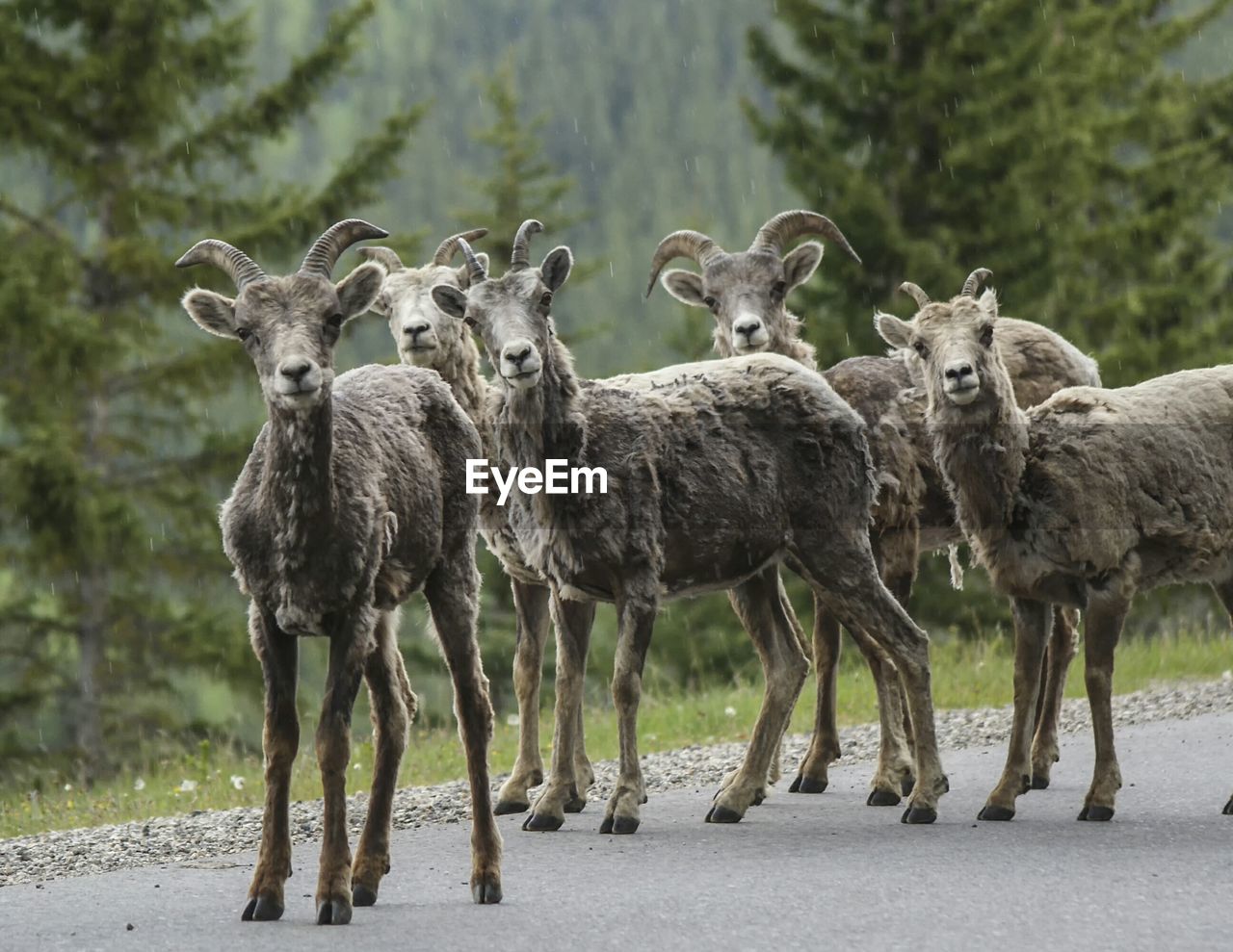 Mountain goats standing on street