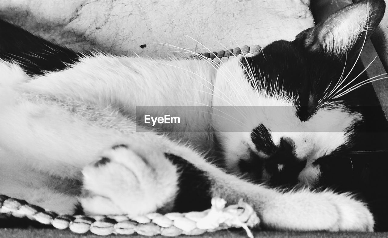 CLOSE-UP OF CAT LYING ON BLANKET