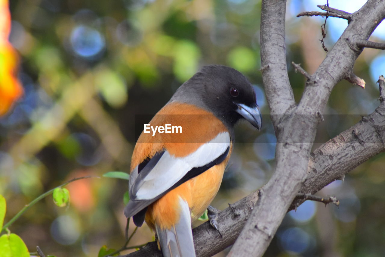 CLOSE-UP OF BIRDS PERCHING ON TREE