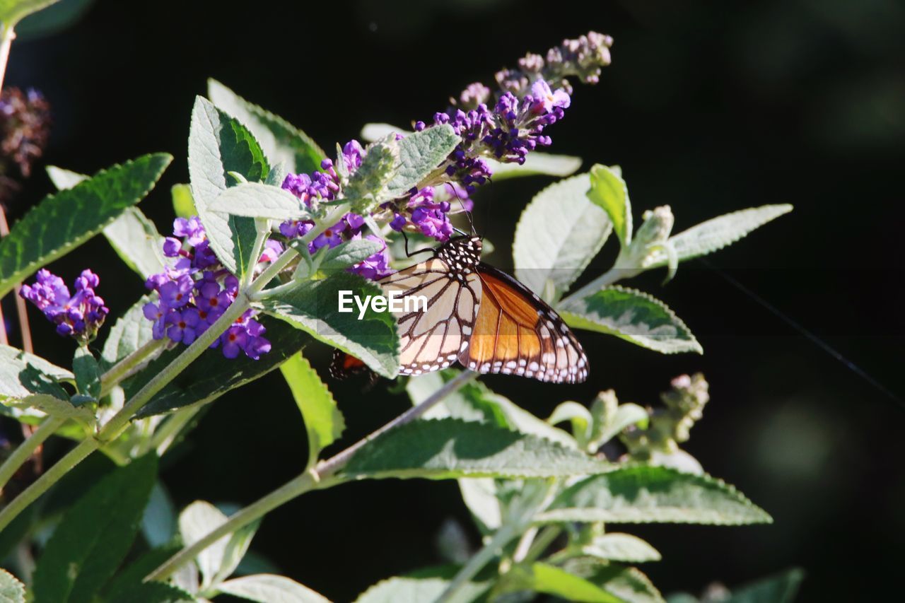 Close-up of butterfly pollinating on plant