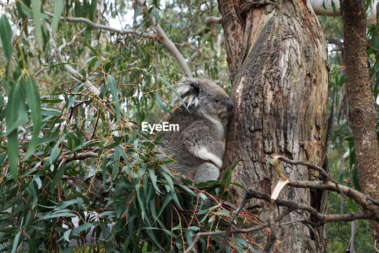 Koala on tree trunk in forest