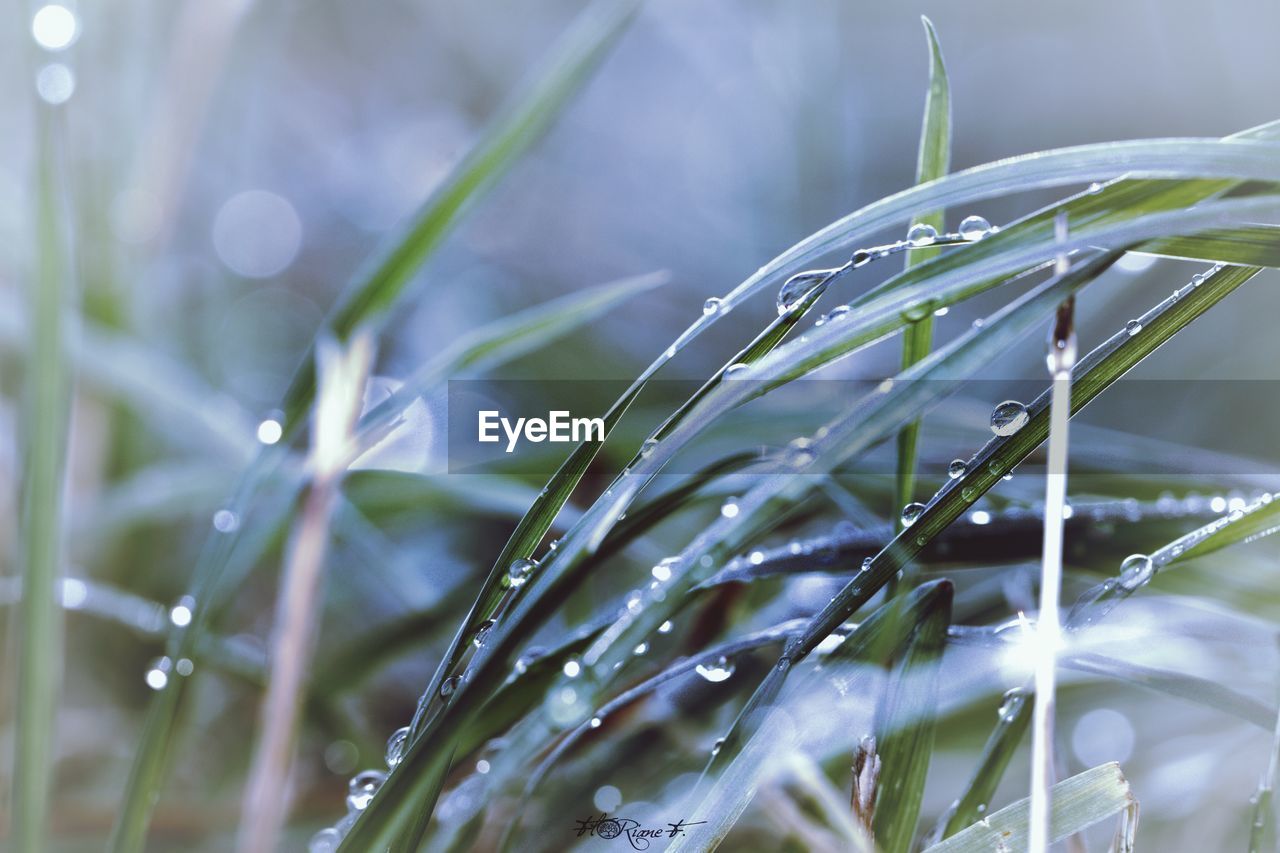 CLOSE-UP OF WATER DROPS ON PLANTS