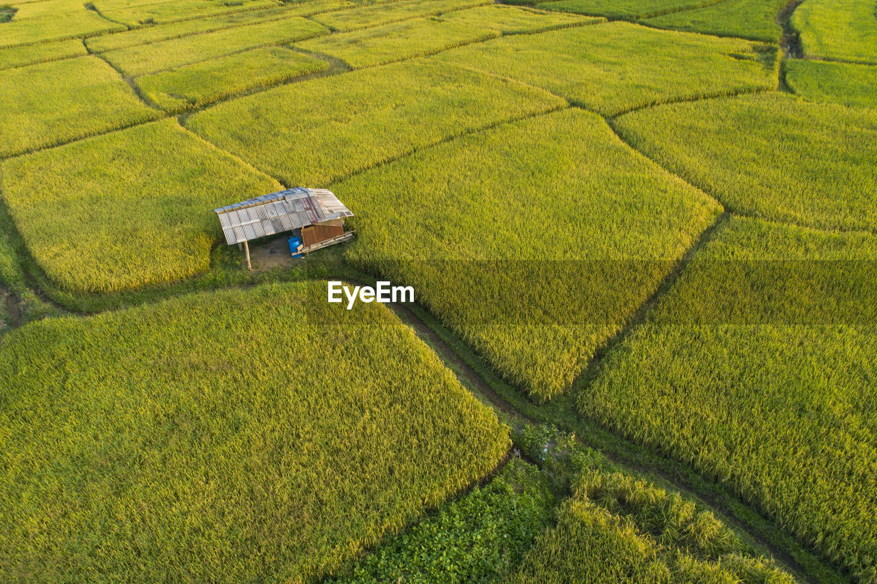 HIGH ANGLE VIEW OF GREEN FARM