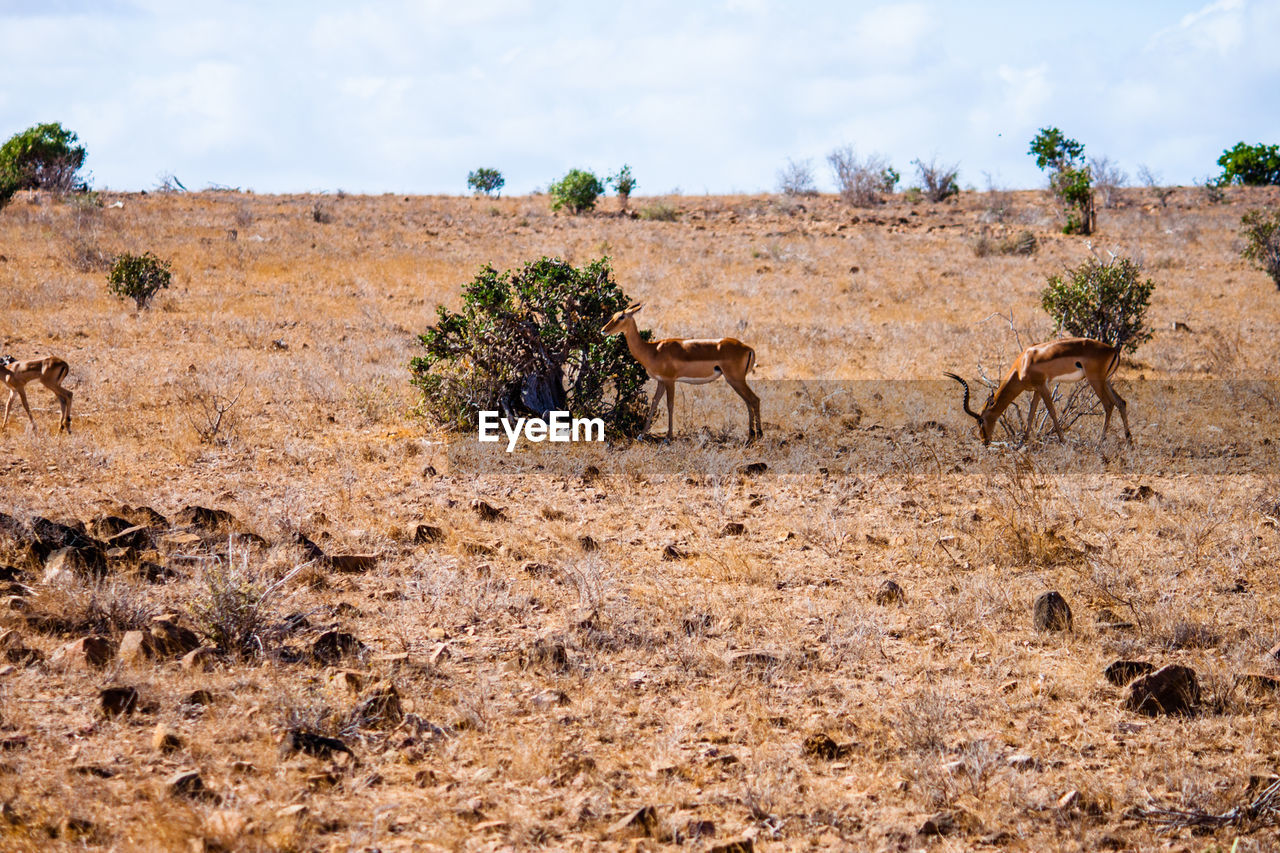 Impalas on field at national park