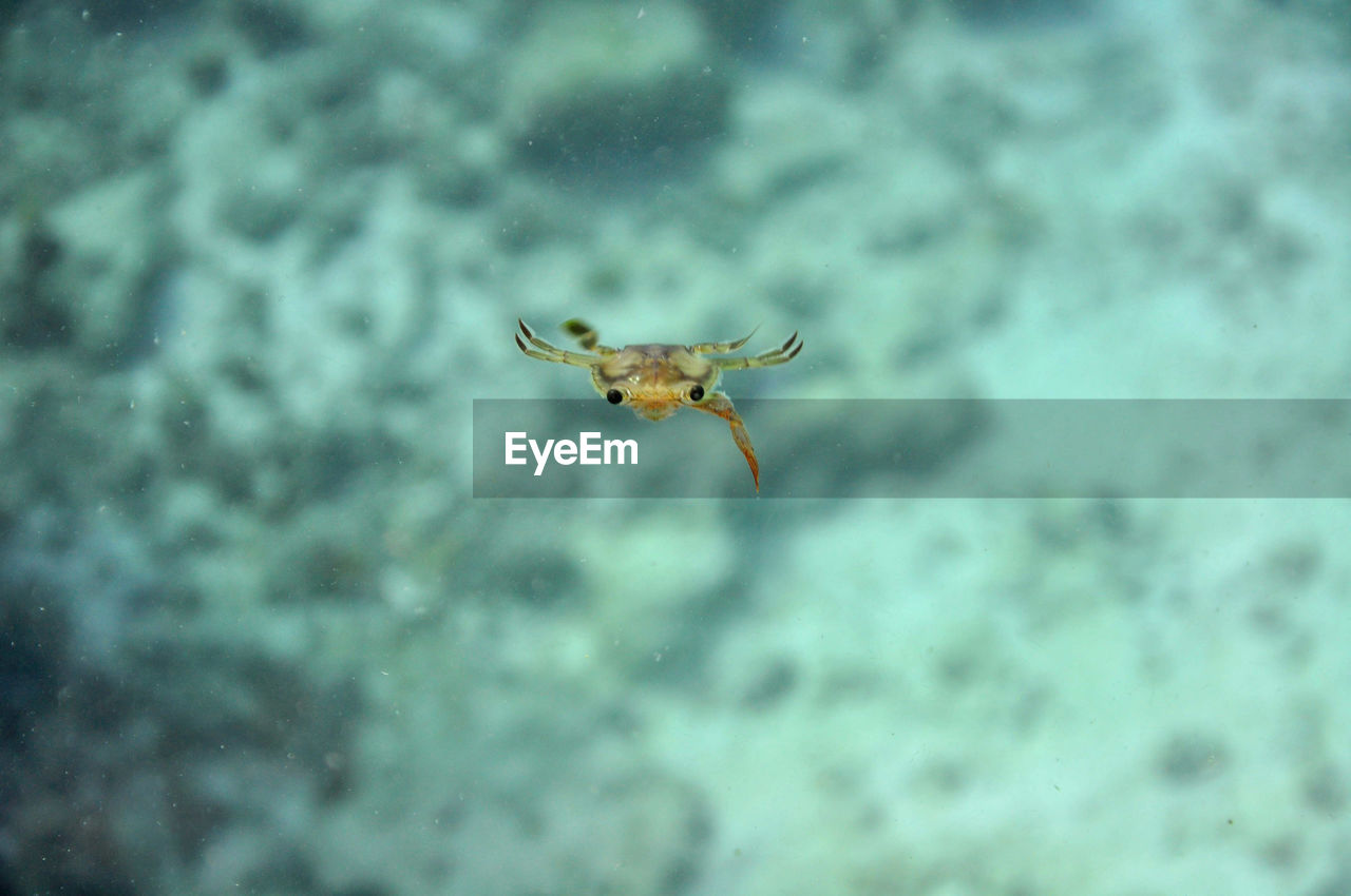 Red swimming crab .charybdis erythrodactyla, swims in the blue water. seychelles, indian ocean