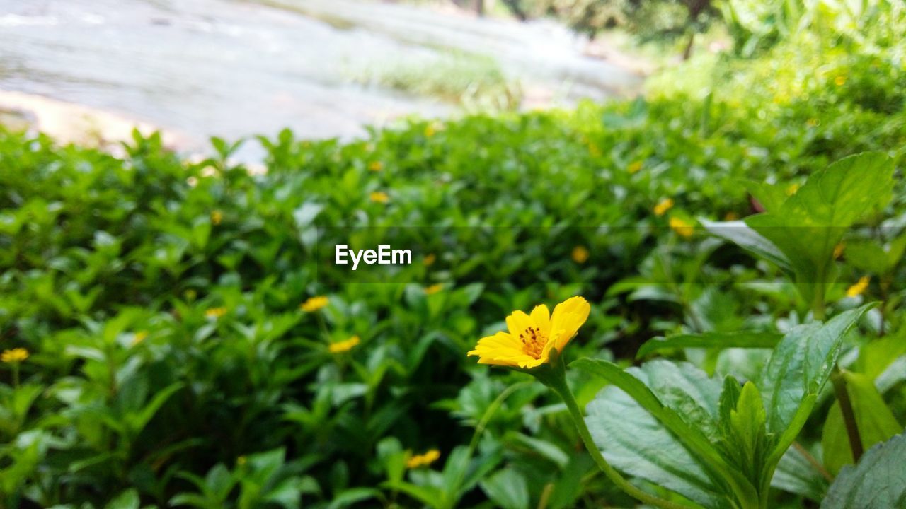 CLOSE-UP OF YELLOW FLOWERS