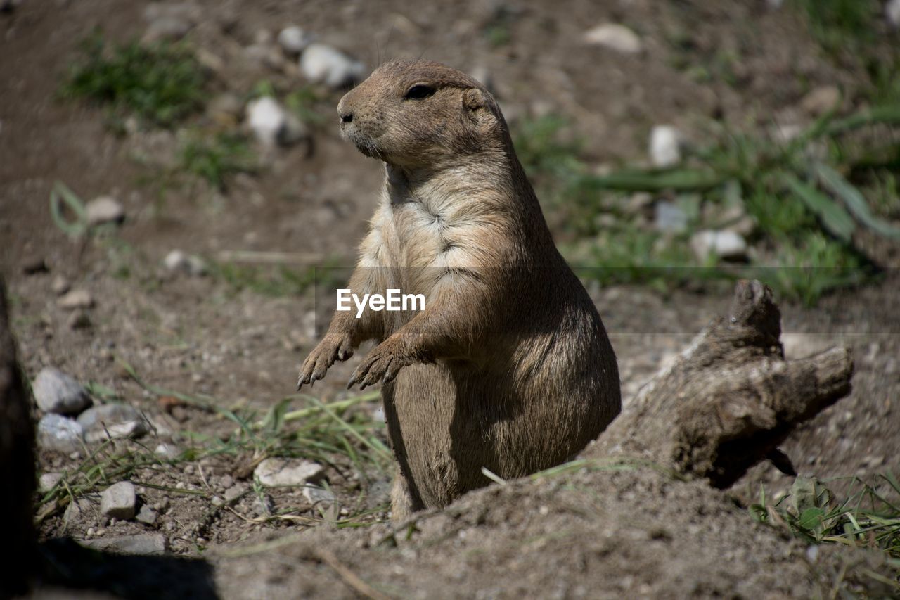 animal themes, animal, animal wildlife, wildlife, one animal, mammal, prairie dog, nature, no people, squirrel, zoo, land, day, outdoors, rock, selective focus, full length