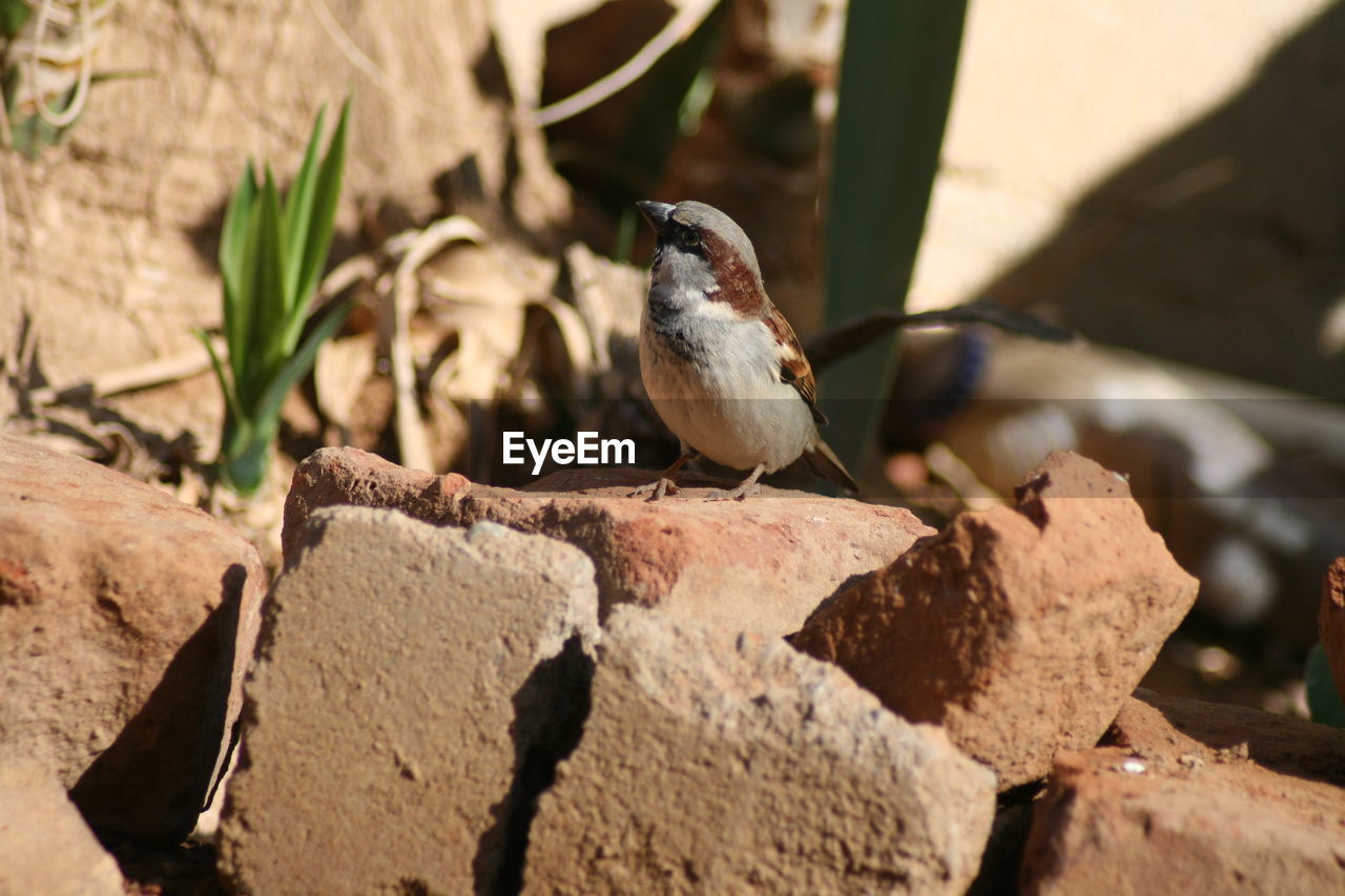 CLOSE-UP OF SPARROW PERCHING OUTDOORS