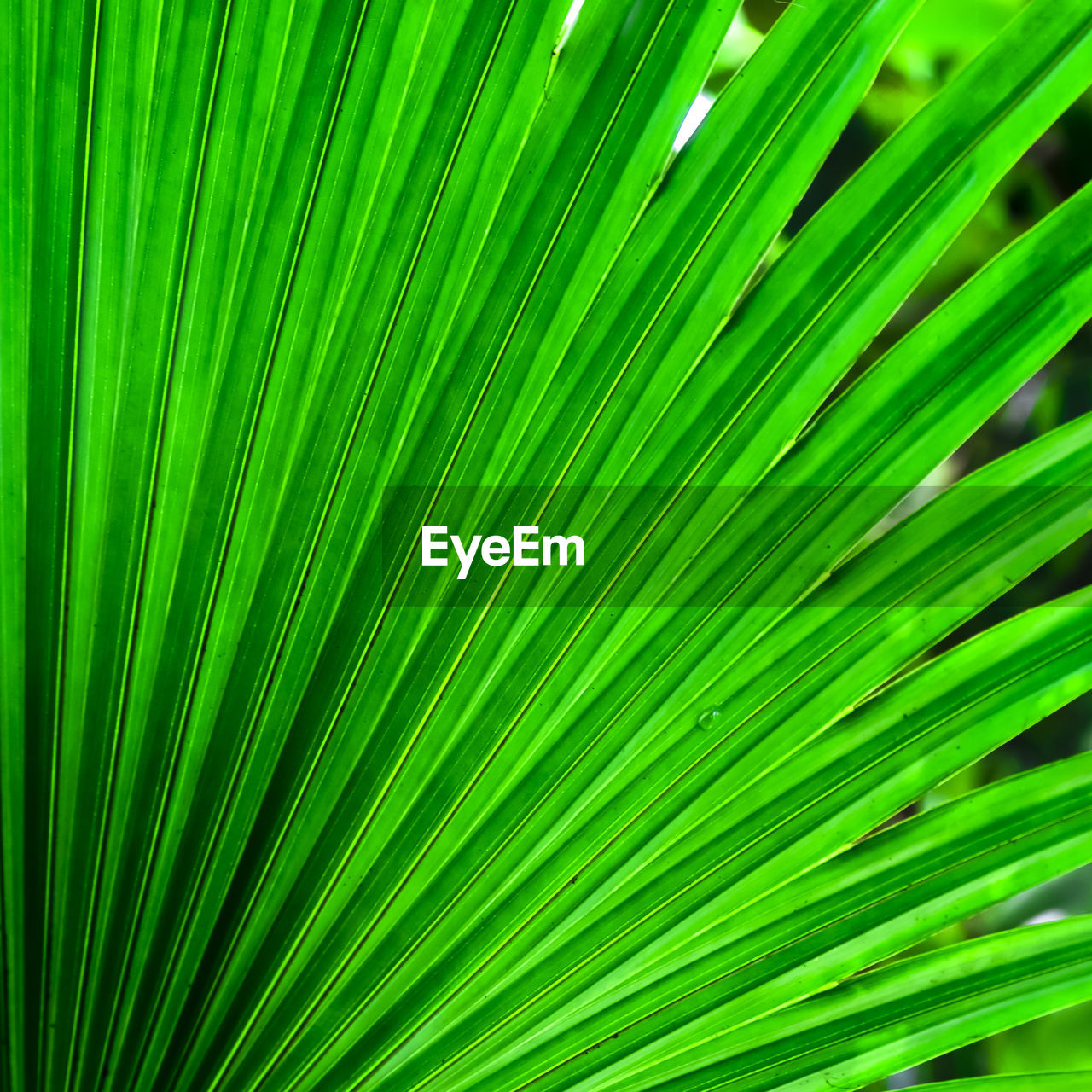 FULL FRAME SHOT OF PALM TREE