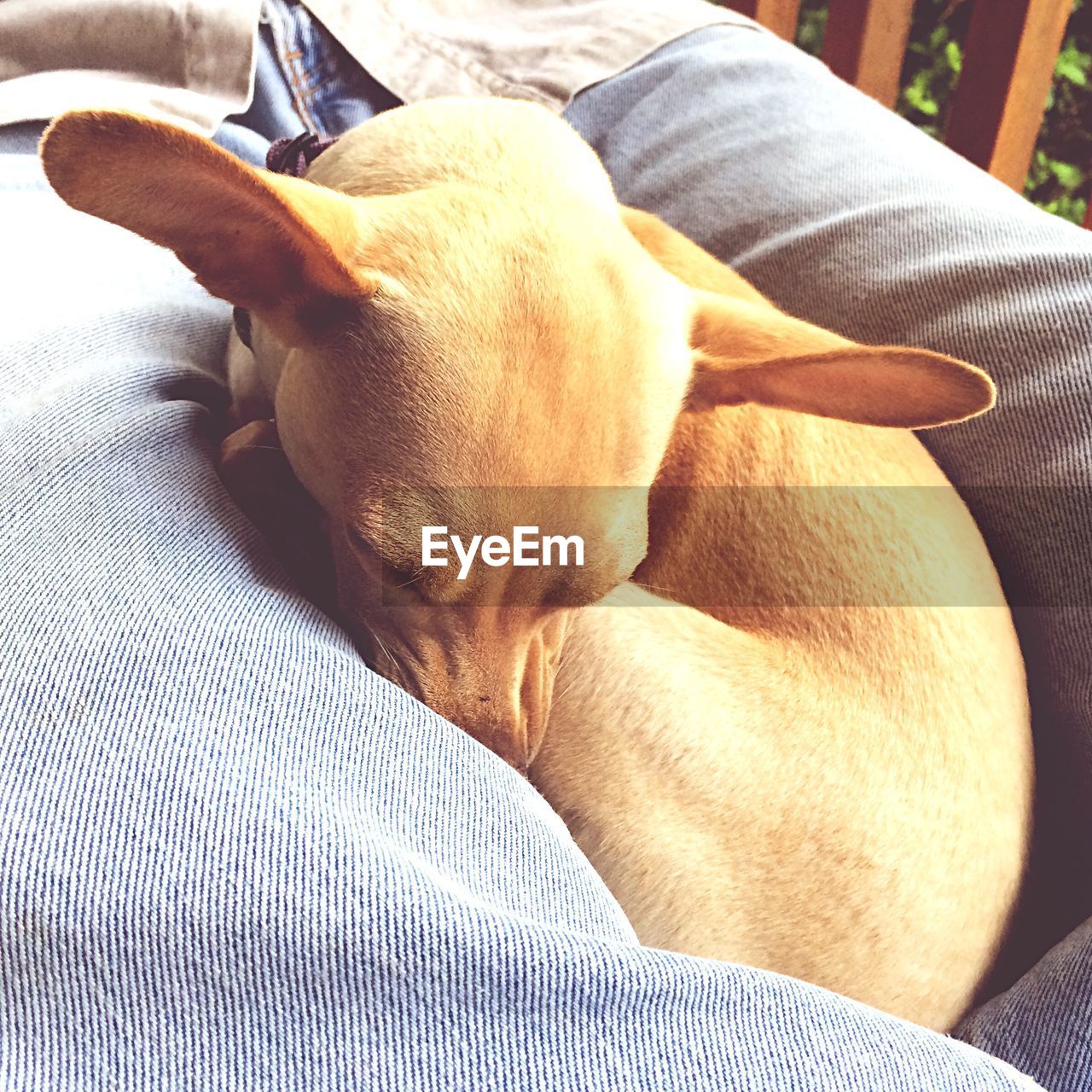 High angle view of dog sleeping on man lap