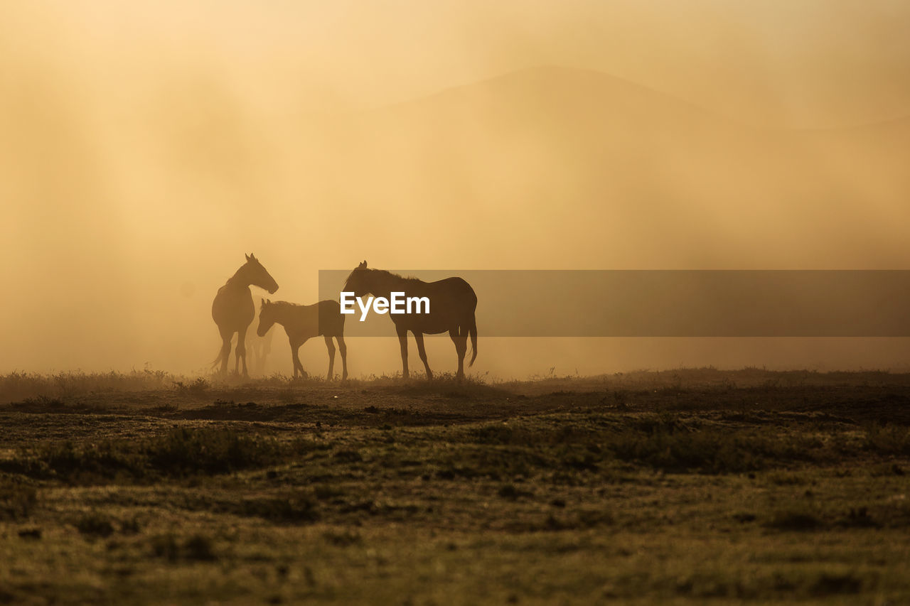 HORSE ON FIELD DURING SUNSET
