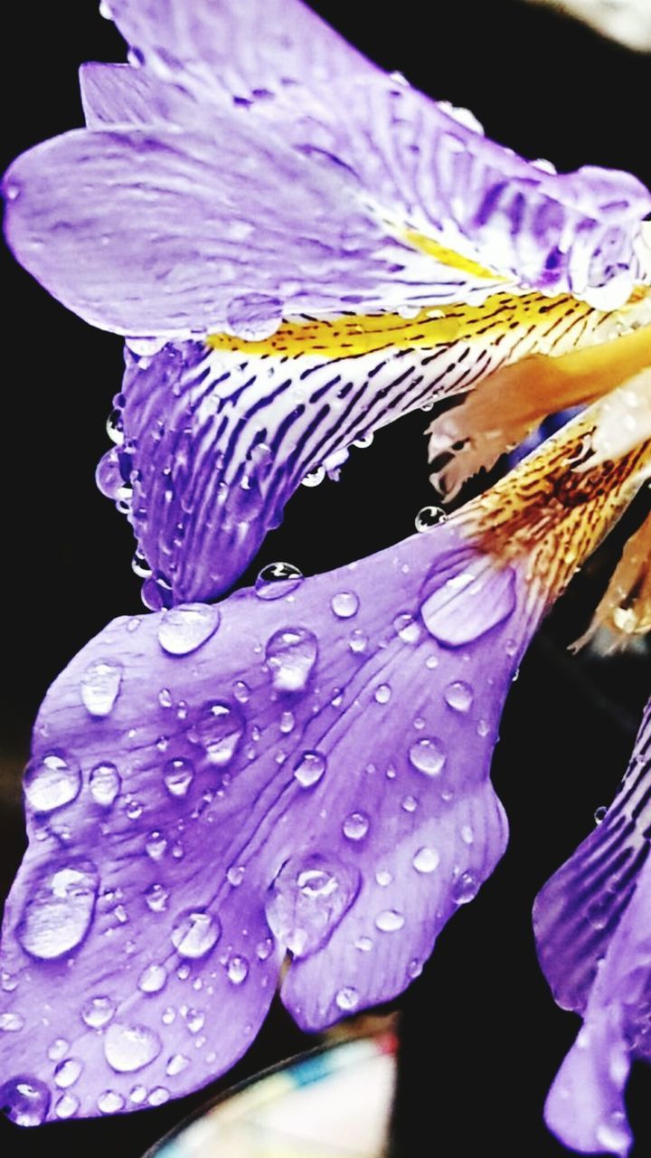 CLOSE-UP OF PURPLE FLOWERS