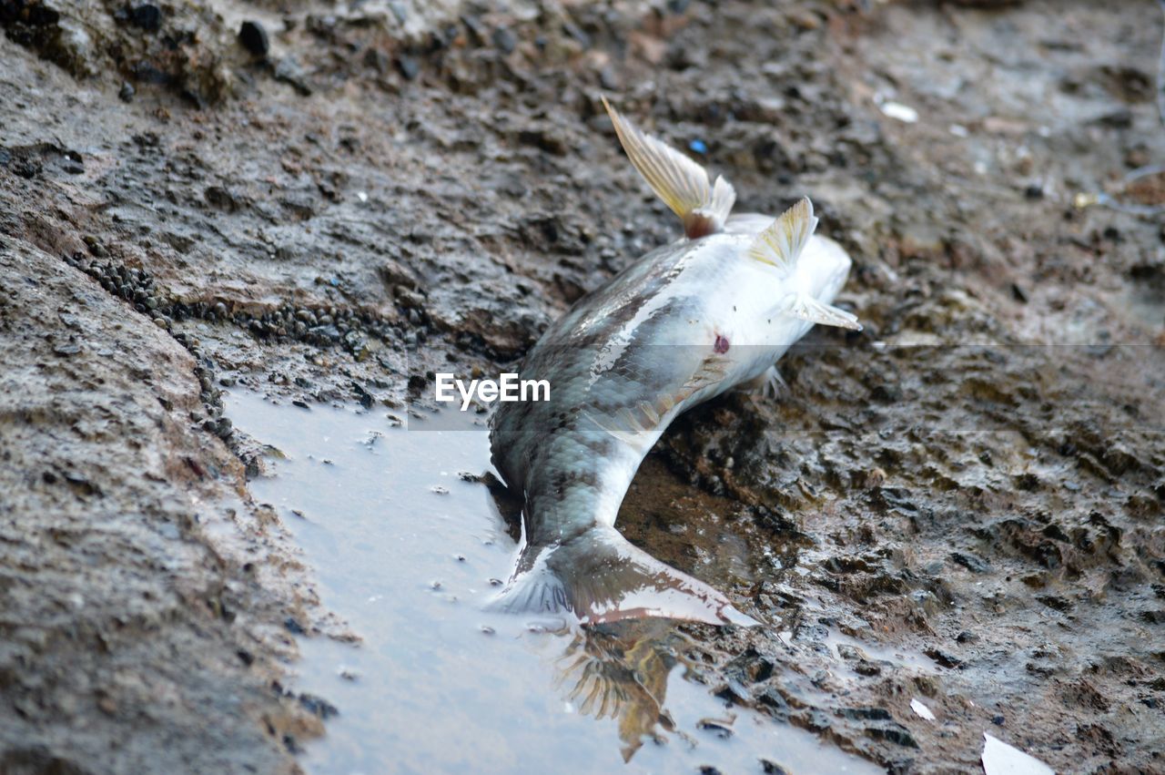 High angle view of fish