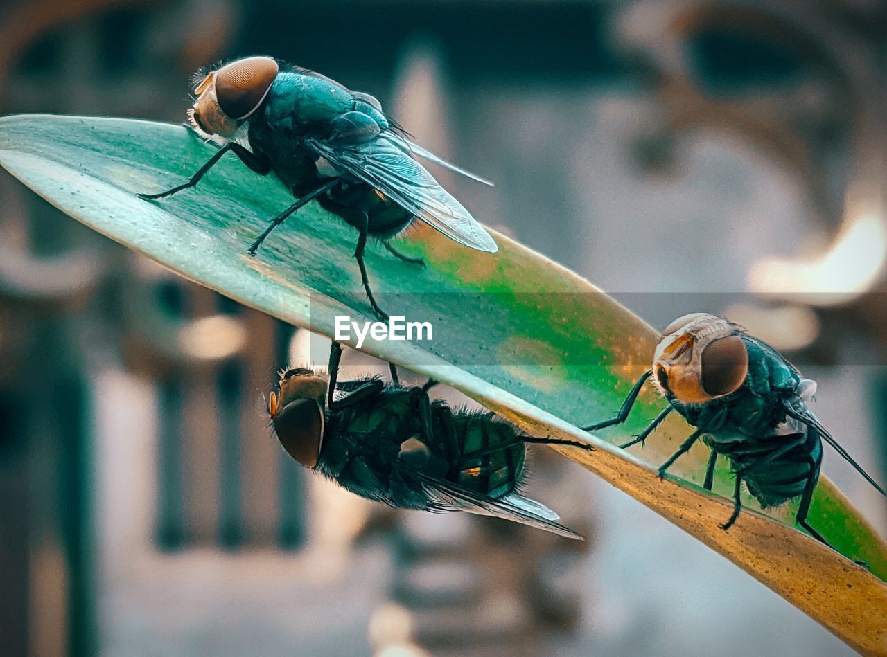 CLOSE-UP OF INSECT PERCHING ON A LEAF