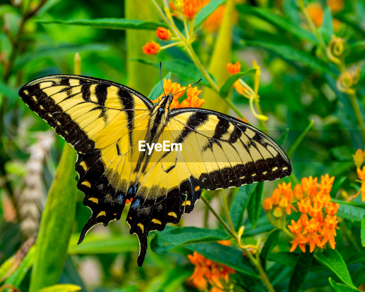 Close-up of swallowtail butterfly on flowers