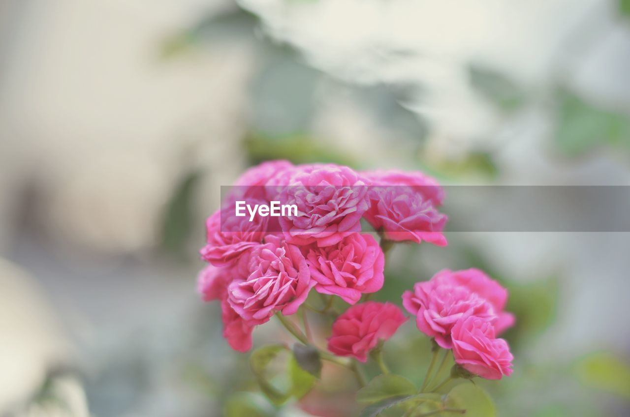 Close-up of pink flowers blooming outdoors