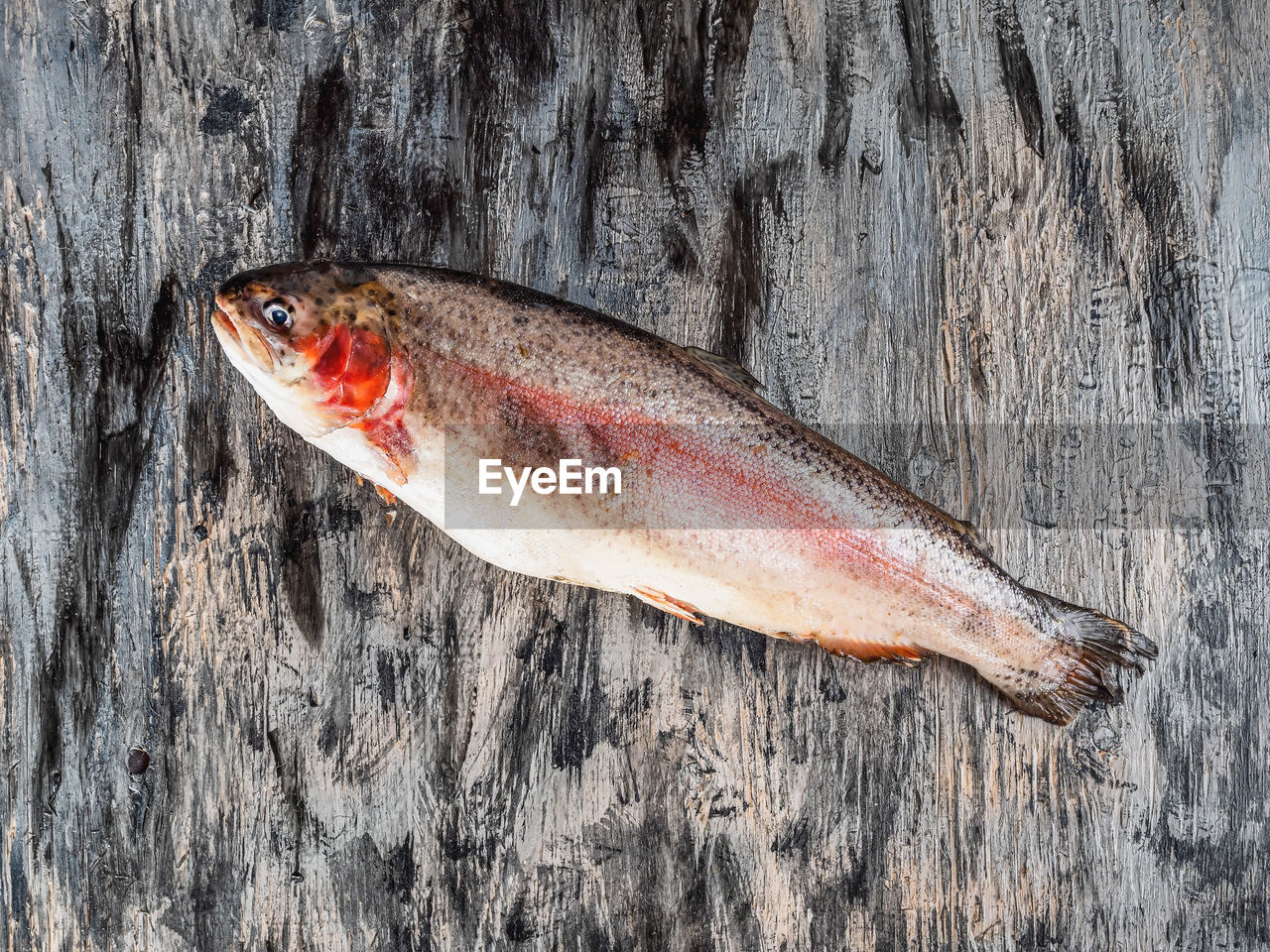 Fresh fish, salmon on gray background top view