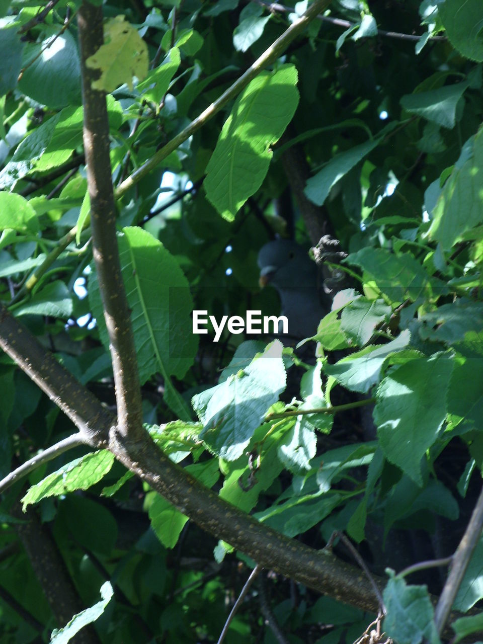 CLOSE-UP OF GREEN LEAVES ON TREE