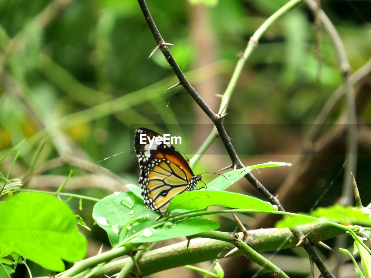 Close-up of butterfly on leaf