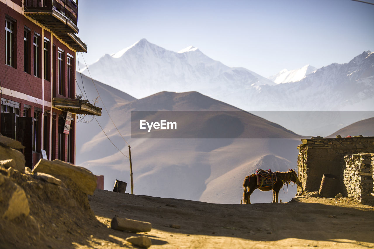 Mule with saddle and reins standing on sandy road in settlement located in himalayas mountains on sunny day in nepal