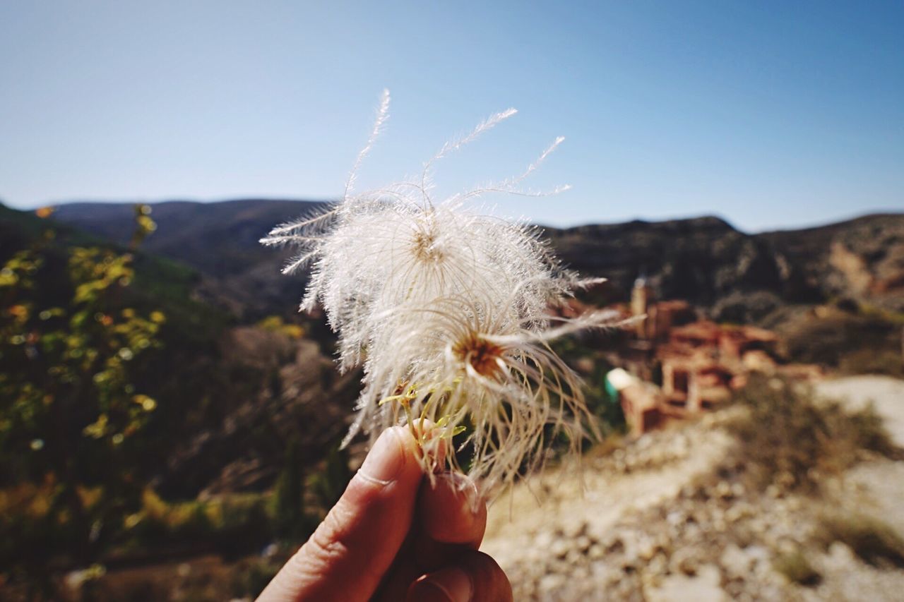 Cropped hand holding dandelion against sky