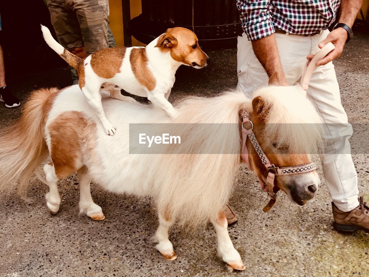 LOW SECTION OF PERSON WITH DOG STANDING ON STREET