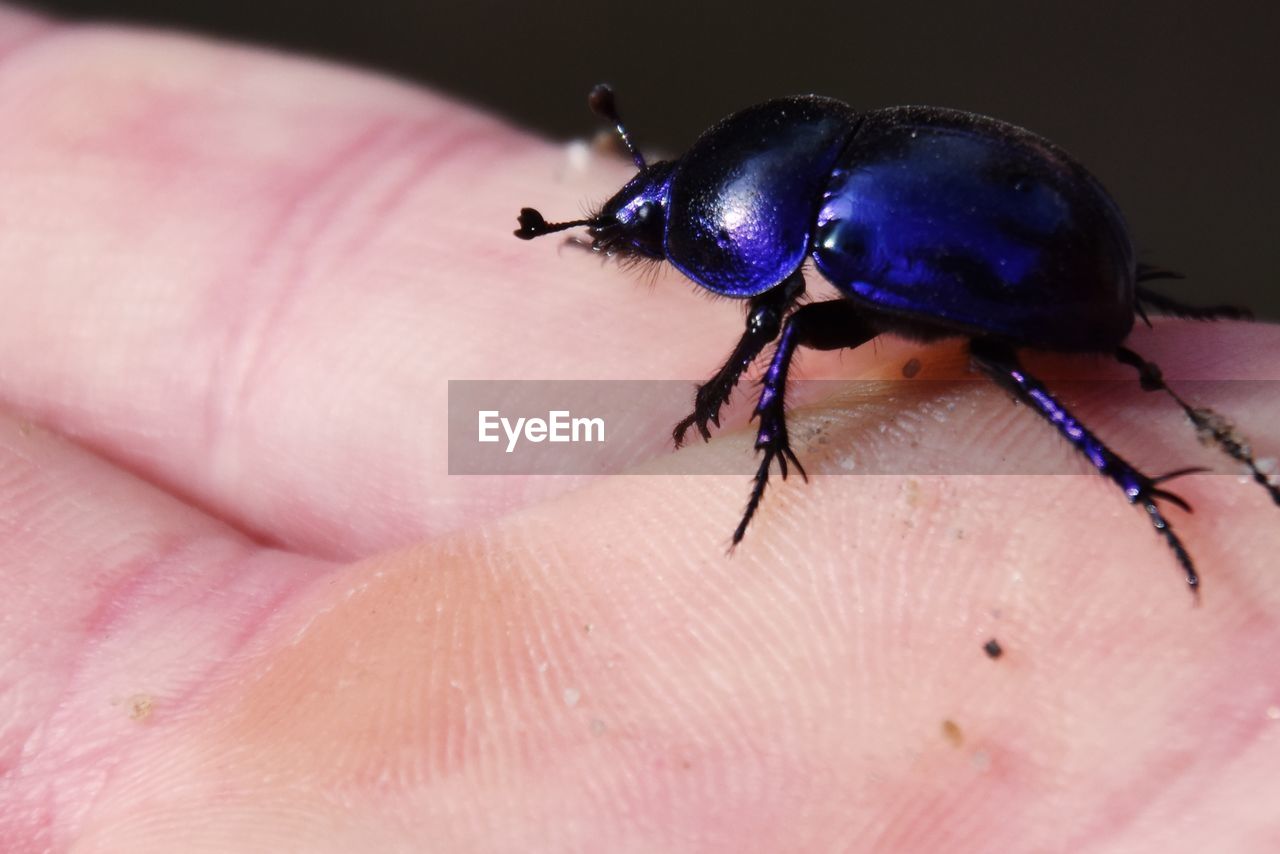 CLOSE-UP OF AN INSECT ON HAND