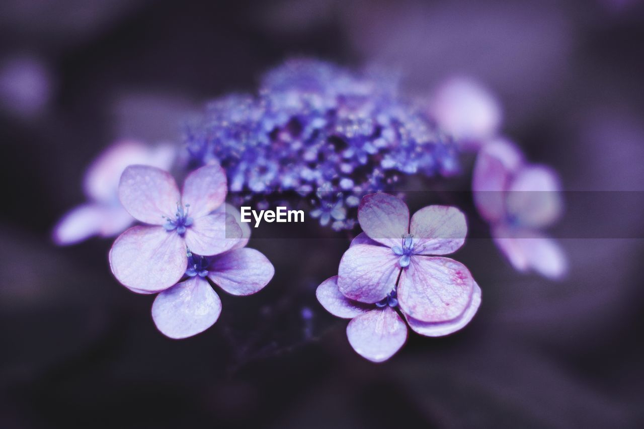 Close-up of purple flowers