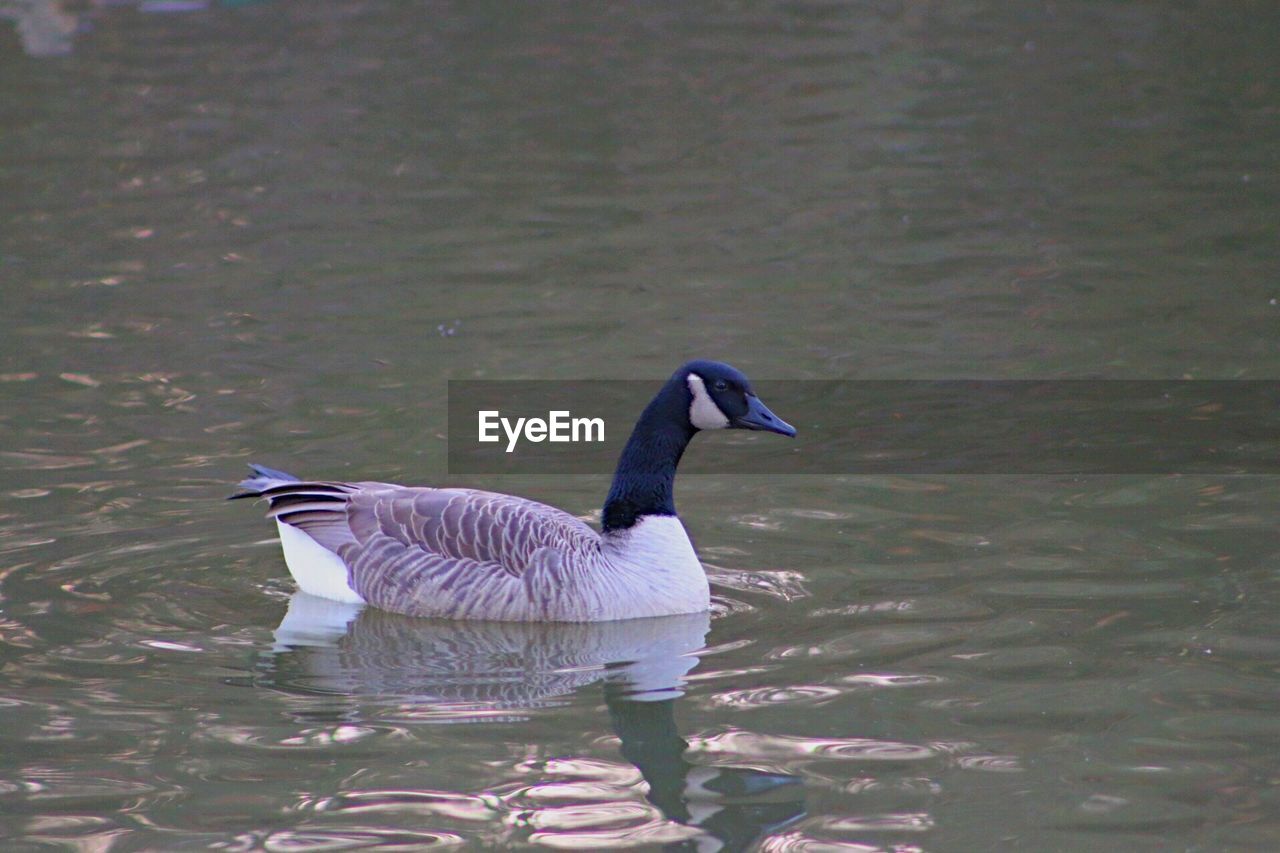 MALLARD DUCK SWIMMING ON LAKE