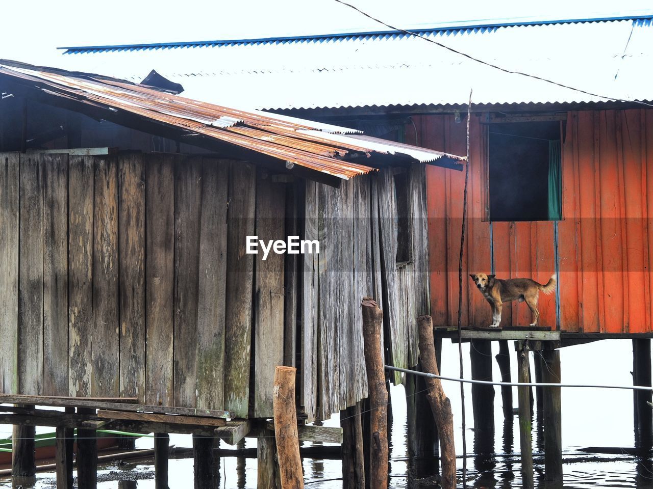 BARN ON ROOF OF SHED