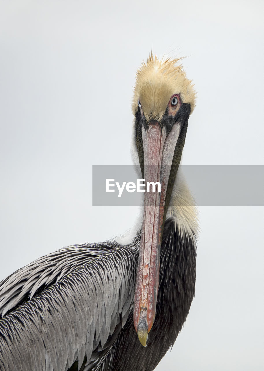 Close-up portrait of a pelican over white background