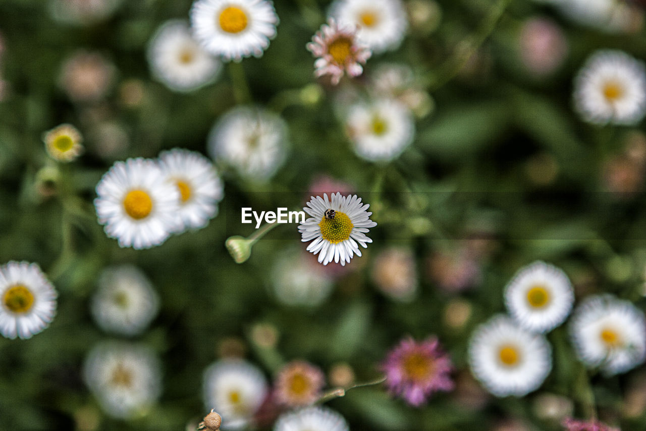 CLOSE-UP OF FLOWERS BLOOMING