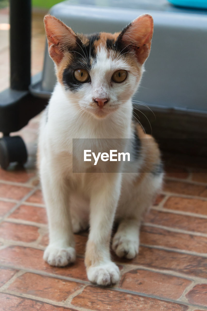 The calico cat is sitting and looking at the camera with a background blur