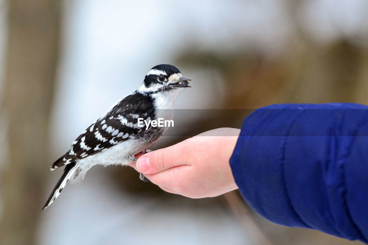 Close-up of bird perching on hand 