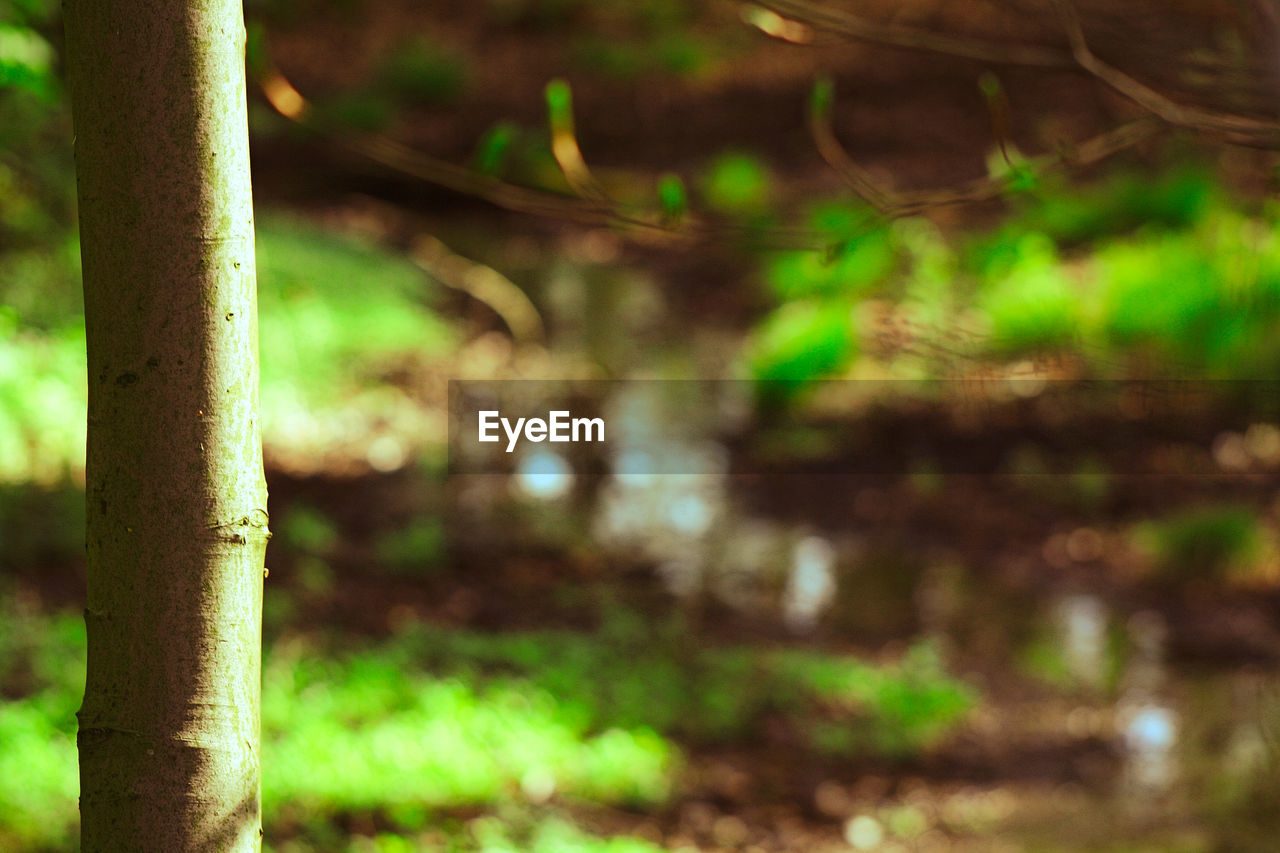 CLOSE-UP OF BAMBOO ON TREE TRUNK IN FOREST