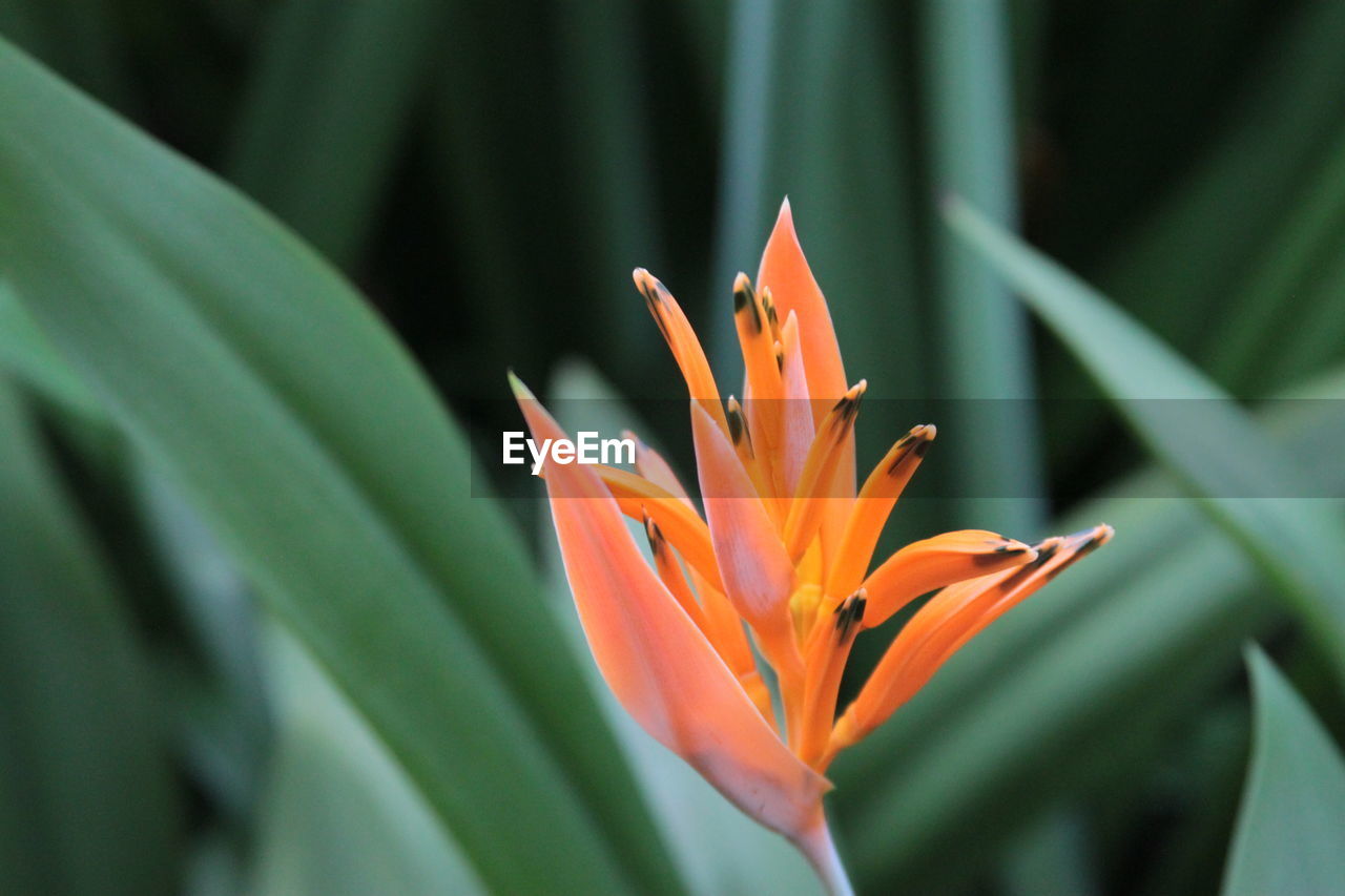 Close-up of orange flowering plant