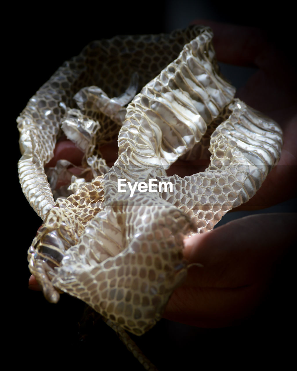 Cropped image of hands holding snakeskin against black background