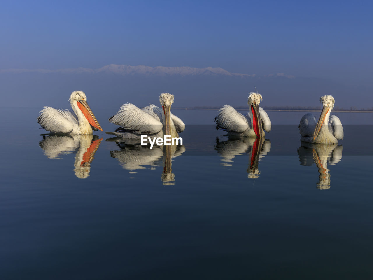 Pelicans swimming in sea against blue sky