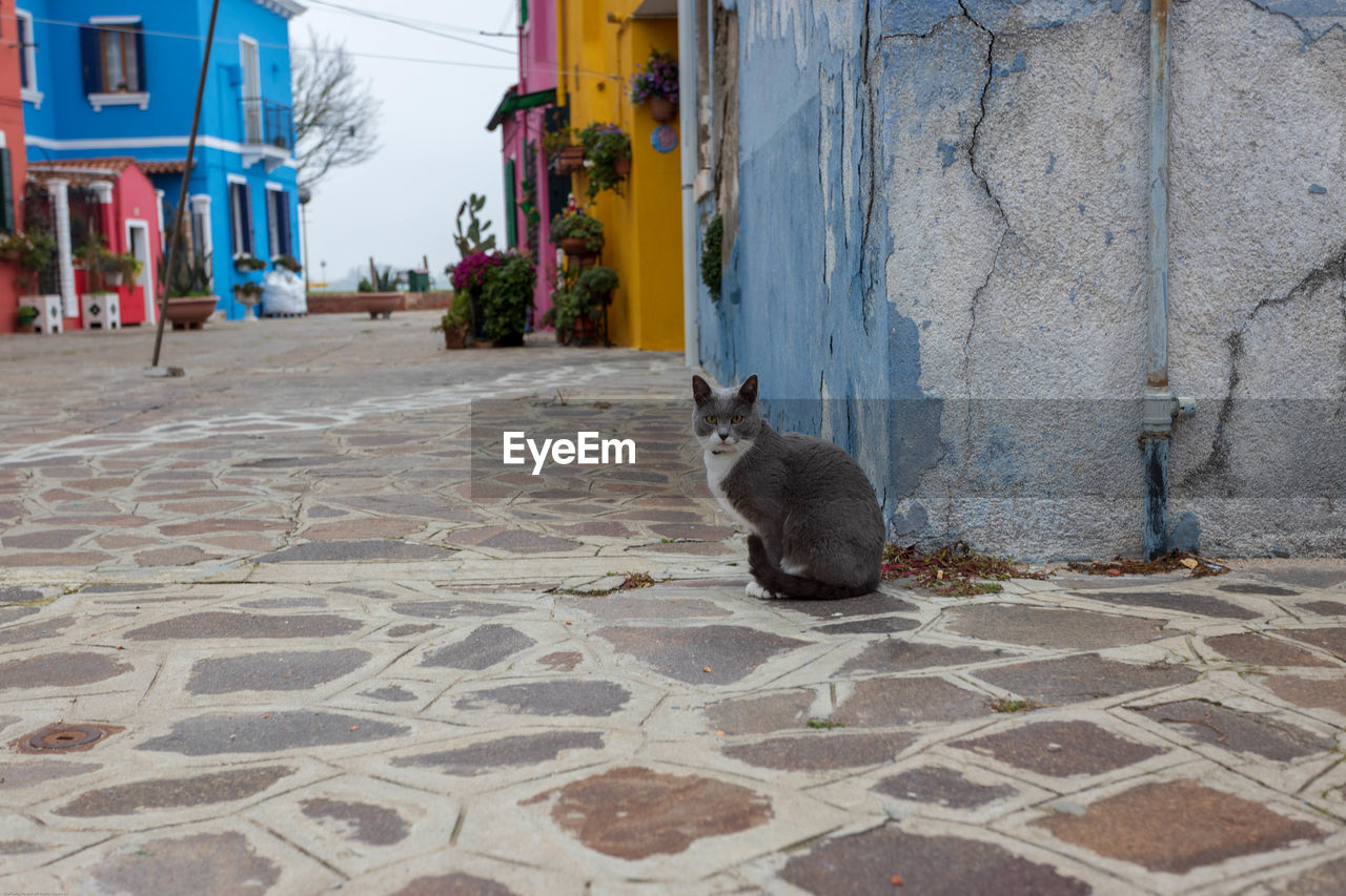 Cat sitting on footpath