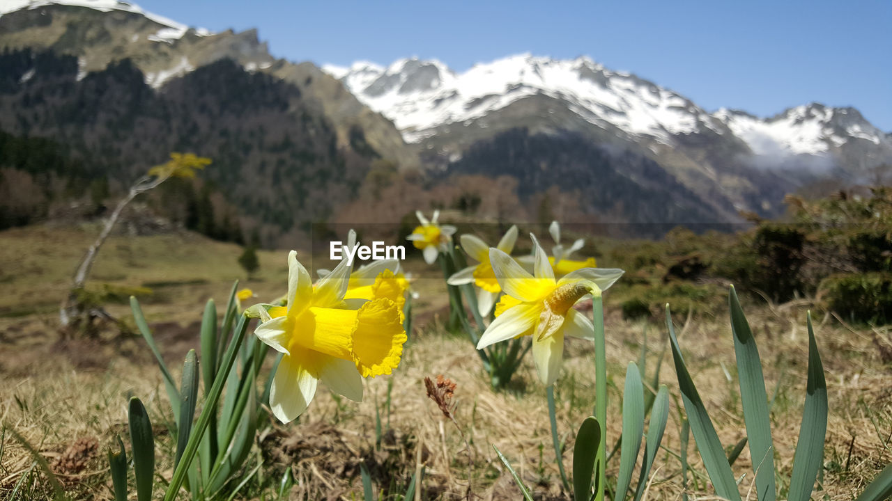 CLOSE-UP OF YELLOW FLOWERING PLANTS ON FIELD AGAINST MOUNTAINS