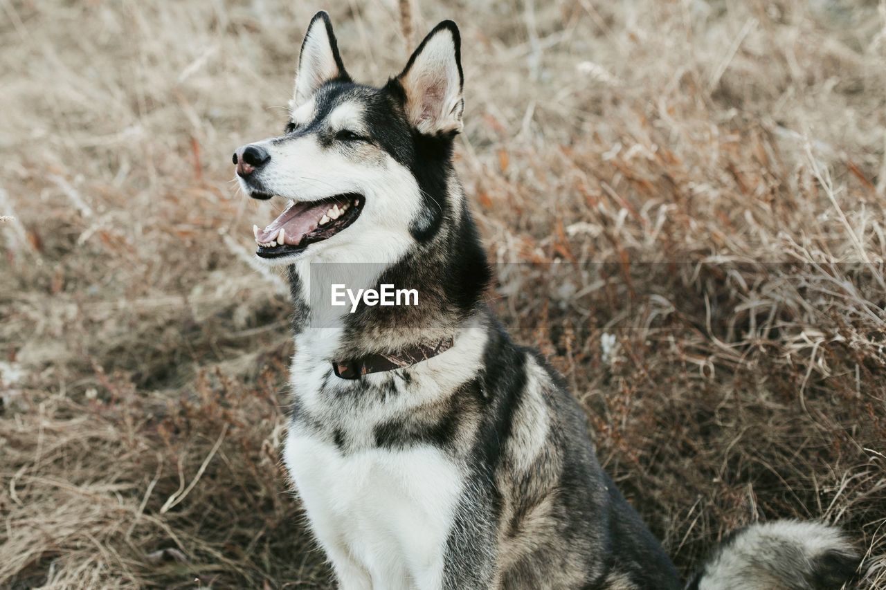 View of a dog looking away